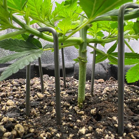  Mrs. Dreamy growlog timeline photo