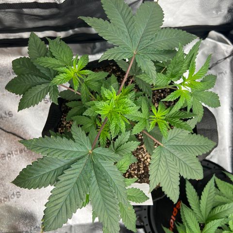 Purple Creamsicle growlog timeline photo