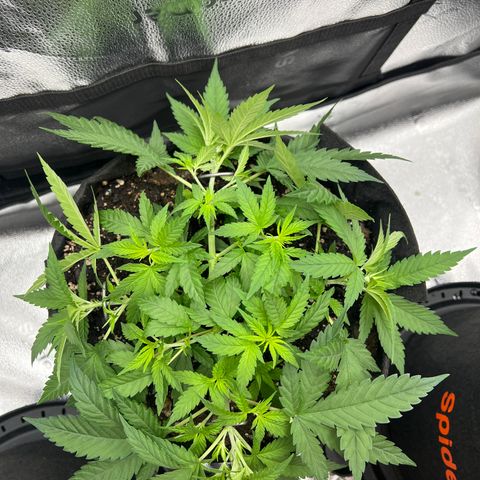  Mrs. Dreamy growlog timeline photo