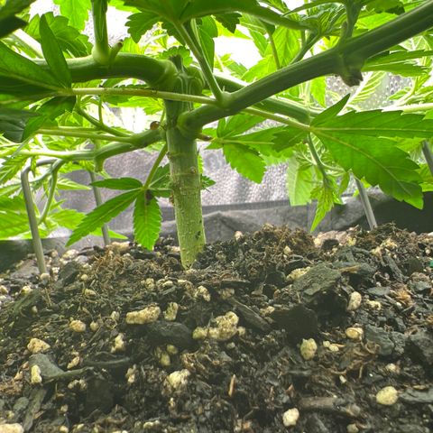  Mrs. Dreamy growlog timeline photo