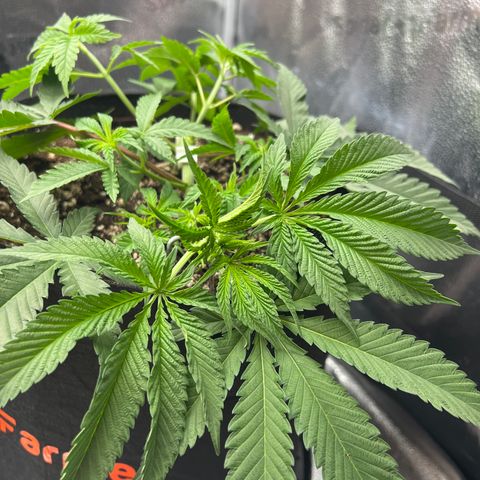 Amnesia Haze growlog timeline photo