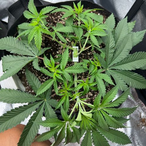 Amnesia Haze growlog timeline photo