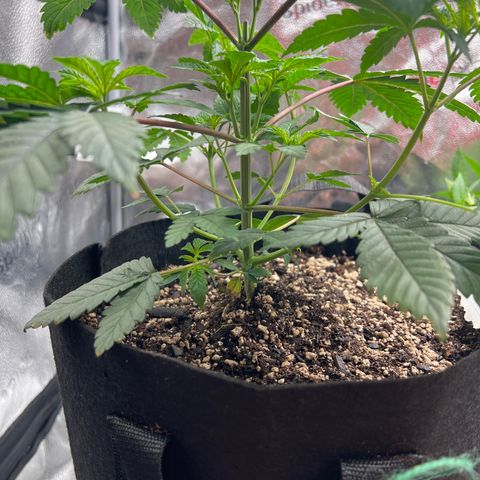 Purple Creamsicle growlog timeline photo