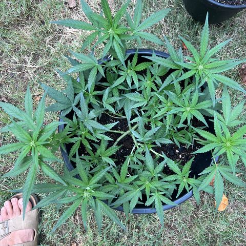 OG Auto growlog timeline photo