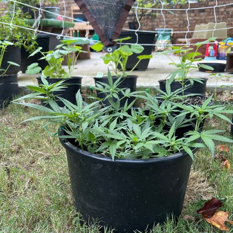 OG Auto growlog timeline photo