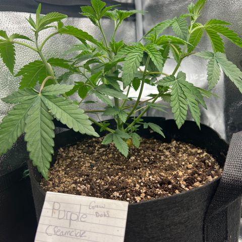 Purple Creamsicle growlog timeline photo