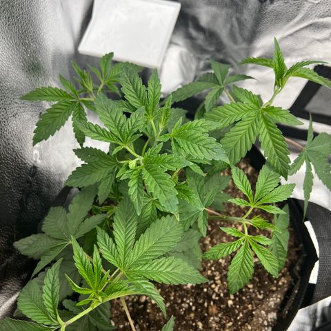 Purple Creamsicle growlog timeline photo
