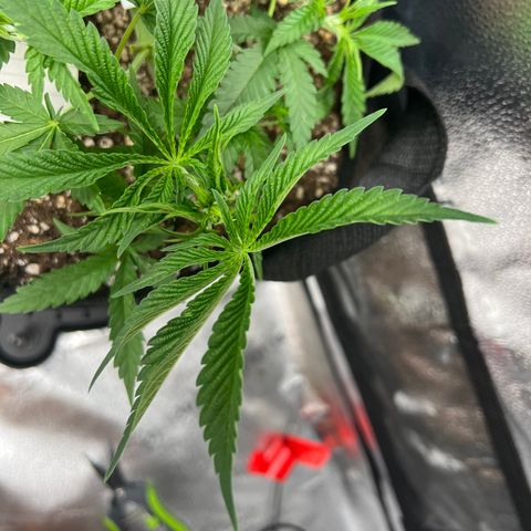 Amnesia Haze growlog timeline photo