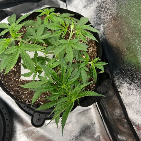 Amnesia Haze growlog timeline photo
