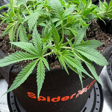  Mrs. Dreamy growlog timeline photo