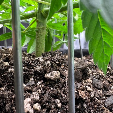  Mrs. Dreamy growlog timeline photo