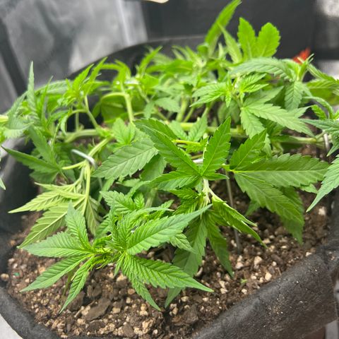  Mrs. Dreamy growlog timeline photo