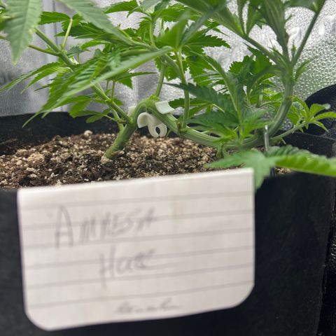 Amnesia Haze growlog timeline photo