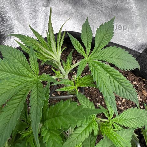  Mrs. Dreamy growlog timeline photo