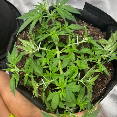  Mrs. Dreamy growlog timeline photo