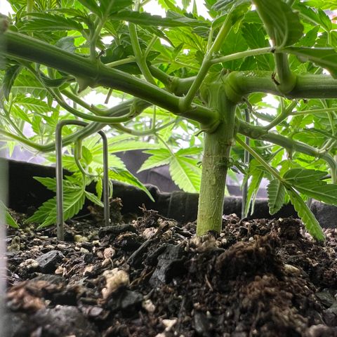  Mrs. Dreamy growlog timeline photo