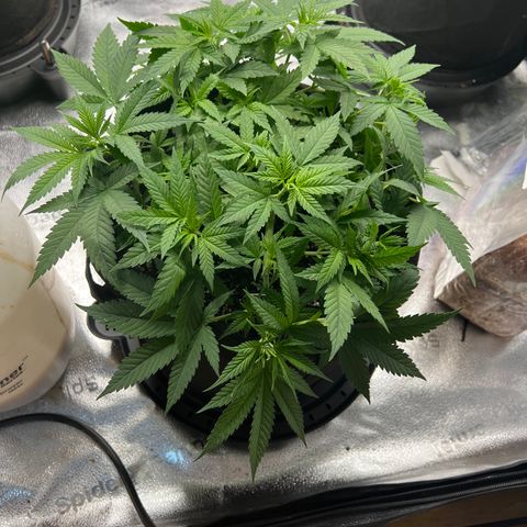  Mrs. Dreamy growlog timeline photo