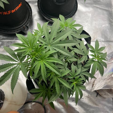 Amnesia Haze growlog timeline photo