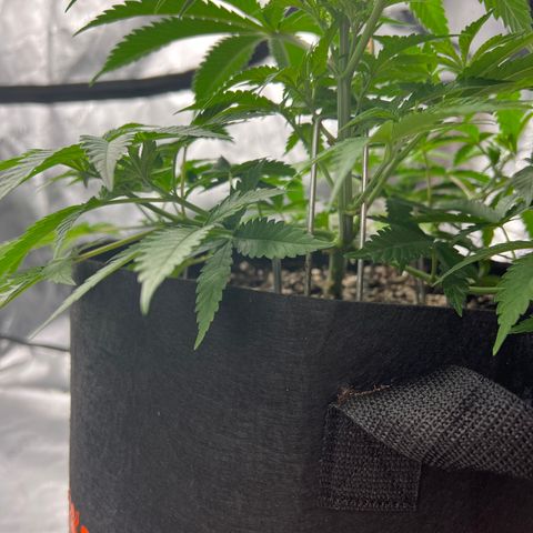 Amnesia Haze growlog timeline photo