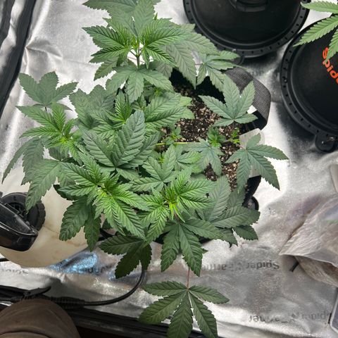 Purple Creamsicle growlog timeline photo