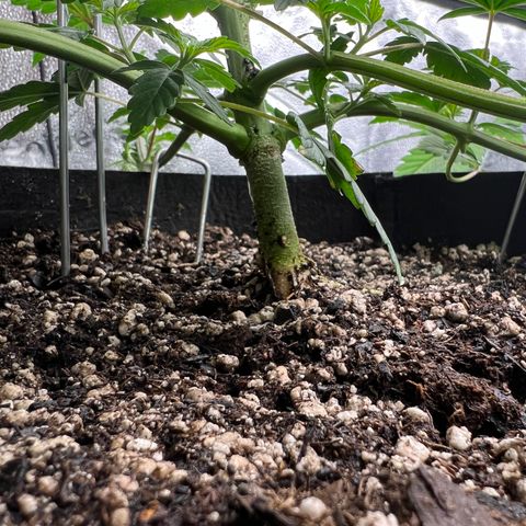 Purple Creamsicle growlog timeline photo