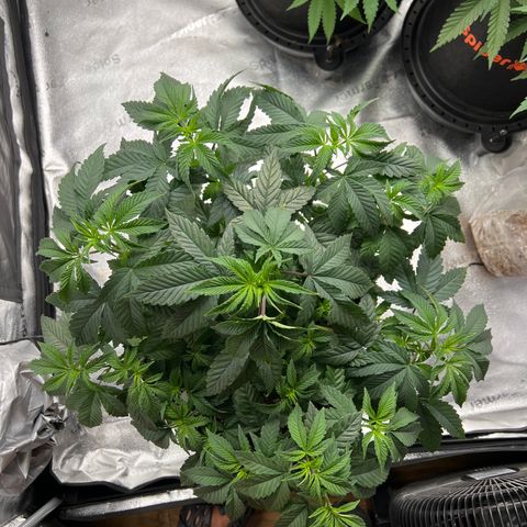 Purple Creamsicle growlog timeline photo