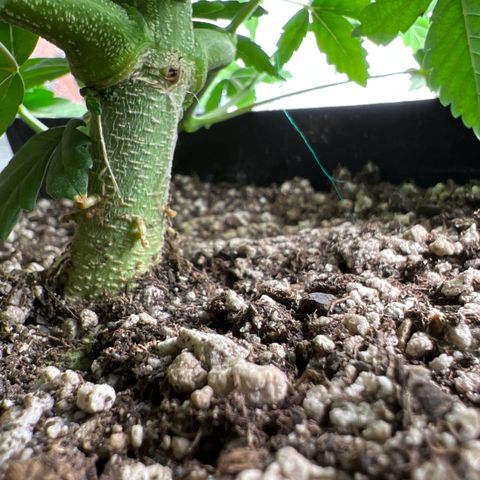 Purple Creamsicle growlog timeline photo