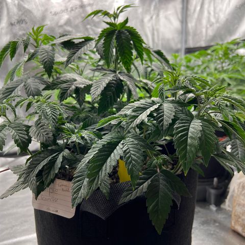 Purple Creamsicle growlog timeline photo