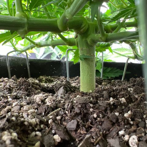  Mrs. Dreamy growlog timeline photo