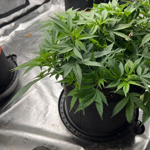  Mrs. Dreamy growlog timeline photo