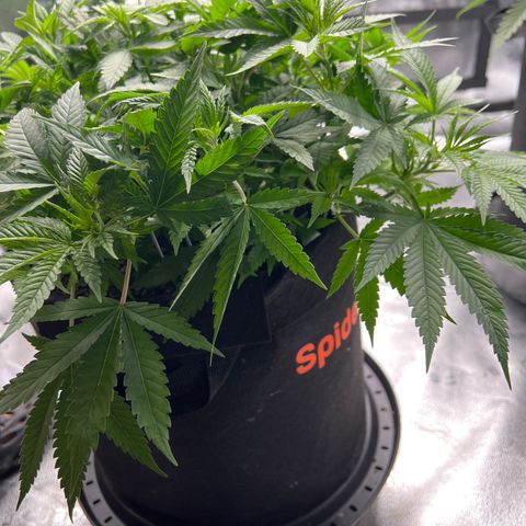  Mrs. Dreamy growlog timeline photo