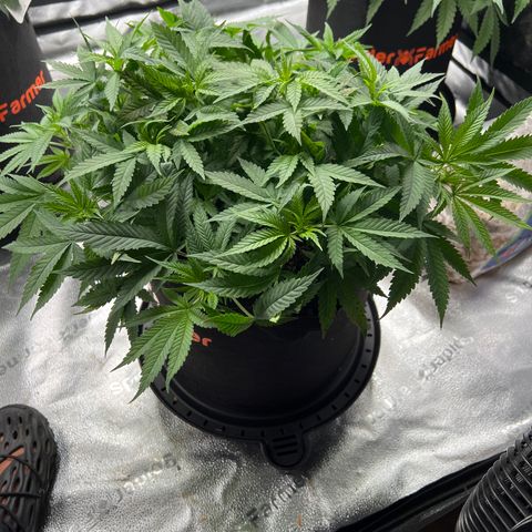  Mrs. Dreamy growlog timeline photo