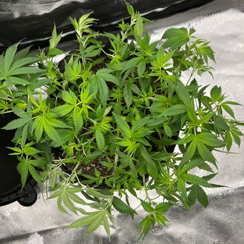  Mrs. Dreamy growlog timeline photo