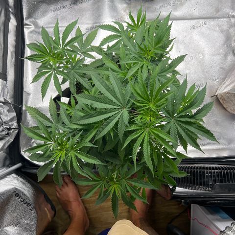 Amnesia Haze growlog timeline photo