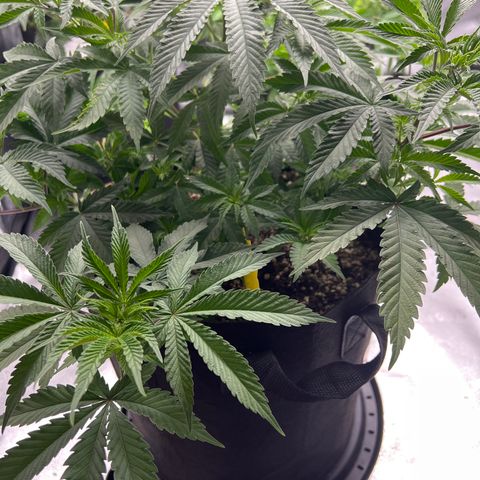 Amnesia Haze growlog timeline photo