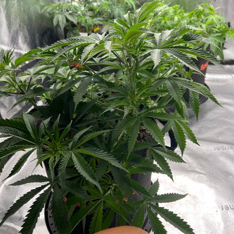 Amnesia Haze growlog timeline photo