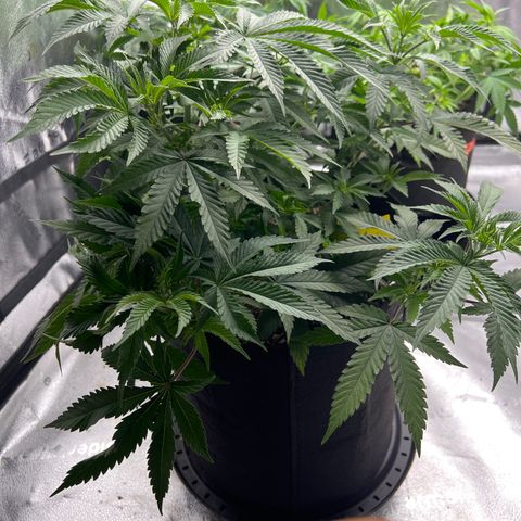 Amnesia Haze growlog timeline photo