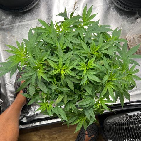  Mrs. Dreamy growlog timeline photo