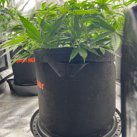  Mrs. Dreamy growlog timeline photo