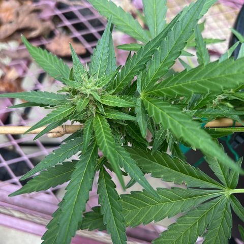 OG Auto growlog timeline photo