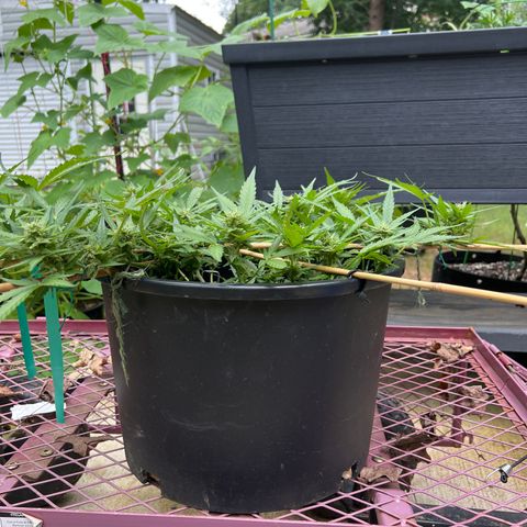 OG Auto growlog timeline photo