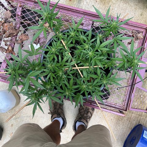OG Auto growlog timeline photo