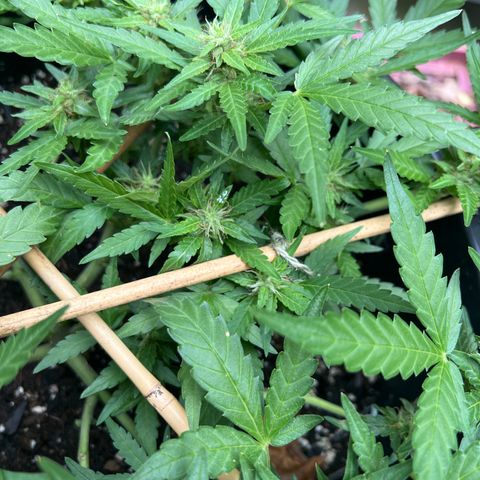 OG Auto growlog timeline photo