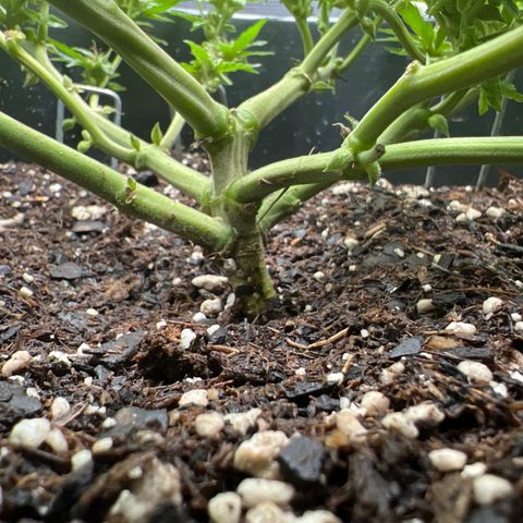 OG Auto growlog timeline photo