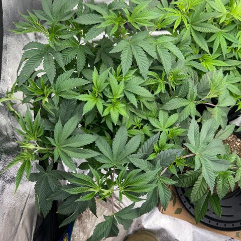 Purple Creamsicle growlog timeline photo