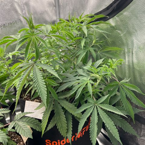 Amnesia Haze growlog timeline photo