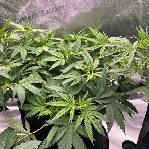  Mrs. Dreamy growlog timeline photo