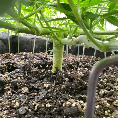  Mrs. Dreamy growlog timeline photo