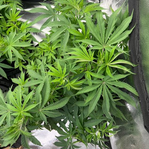 Amnesia Haze growlog timeline photo