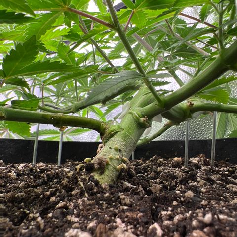 Amnesia Haze growlog timeline photo